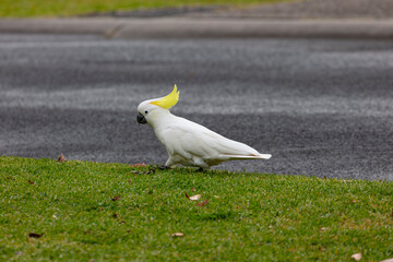 Photograph of an Australian Sulphur Crested Cockatoo walking and foraging for food in the grassy front yard of a domestic garden near a road in the Blue Mountains in New South Wales, Australia © Phillip Wittke
