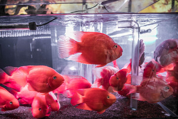 水族館 © kentarou