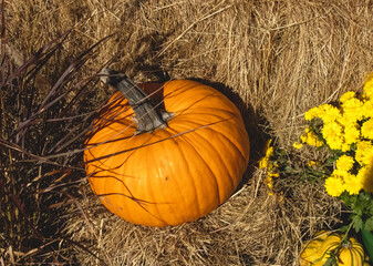 Pumpkin in the Hay © Hank
