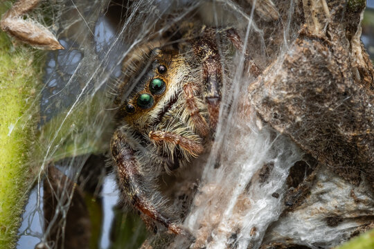 Brilliant Jumping Spider (Phidippus clarus) in its tent like web shelter