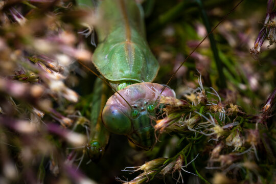 Closeup of a Chinese Mantis (Tenodera sinensis) in dogfennel, transitioning to autumn tones.
