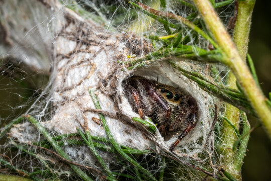 Brilliant Jumping Spider (Phidippus clarus) inside its durable insulated shelter of silk.