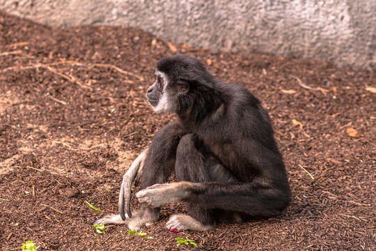 black White-handed gibbons, or Lar gibbon on rocks, a bonded pair interacting and observing their surroundings in a peaceful, natural setting. Species: Hylobates lar