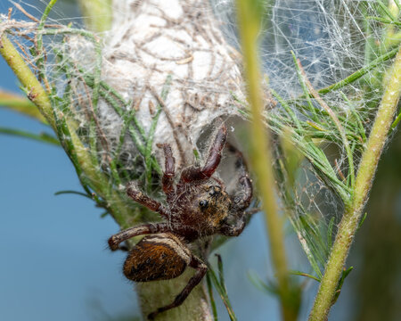 Brilliant Jumping Spider (Phidippus clarus) at the entrance of its durable insulated shelter of silk.