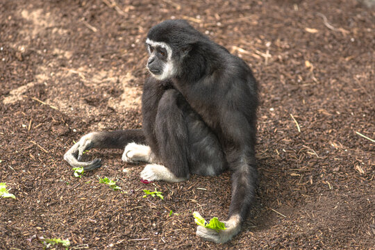 black White-handed gibbons, or Lar gibbon on rocks, a bonded pair interacting and observing their surroundings in a peaceful, natural setting. Species: Hylobates lar