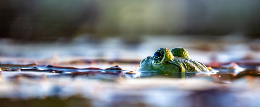 Panorama of an American bullfrog (Lithobates catesbeianus) in a pond  with ripples in the blurred background