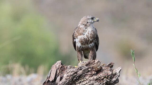 Common buzzard (Buteo buteo) Germany