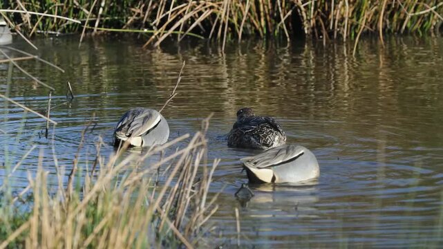 Eurasian Teal, Anas crecca, birds in spring courtship on marshes
