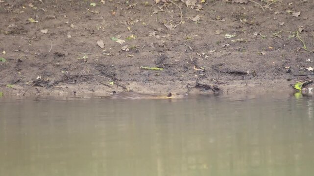 A nutria (Myocastor coypus) walks and swims on the shore of a pond, beaver rat, nature, wildlife, Ahlden, district Heidekreis, Lower Saxony, Germany