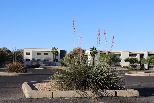 Desert native red yucca or Hesperaloe parviflora in a flower bed decorating a public parking lot in a city of Phoenix, Arizona