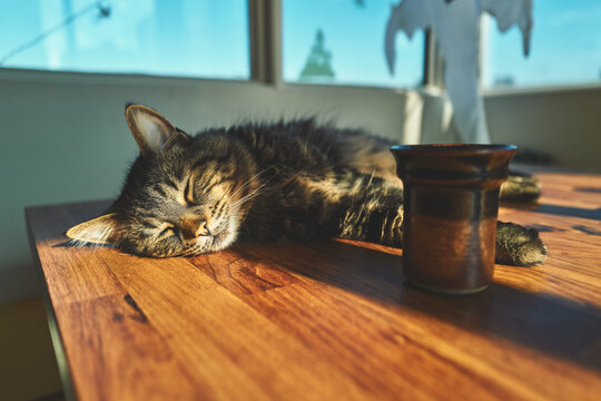 Tabby Cat Sleeping on a Wooden Table in Warm Sunlight