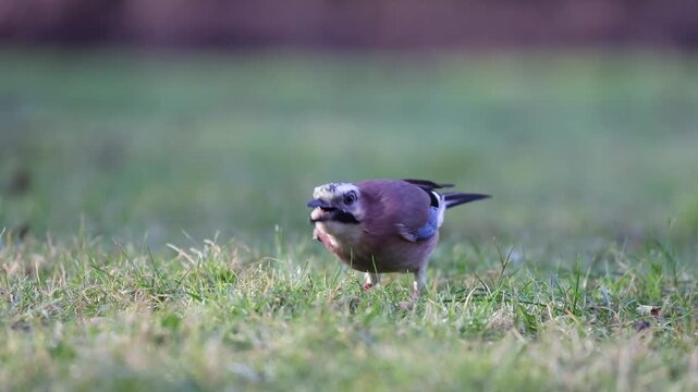 Eurasian jay (Garrulus glandarius), Germany