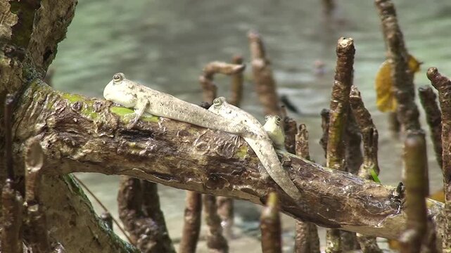 Silverline mudskipper (Periophthalmus argentilineatus) sitting on mangroves, Curieuse Island, Seychelles, East Africa.