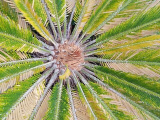 Top view of a tropical cycad plant with green and yellow fronds radiating from the center. Detailed leaves and natural textures create a striking botanical pattern in an outdoor environment © Nur