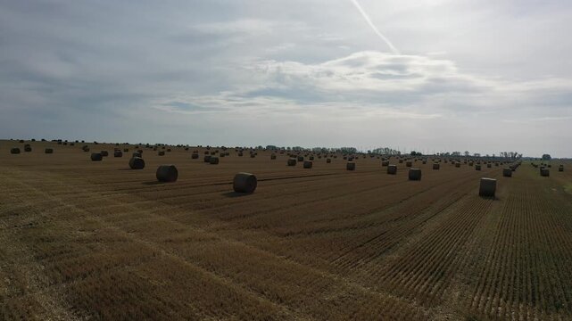 Straw bales lying on a harvested field, Egeln, Saxony-Anhalt, Germany