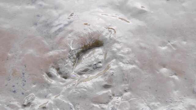 European green crab (Carcinus maenas), burrowing in mud, Lower Saxony Wadden Sea National Park, Germany