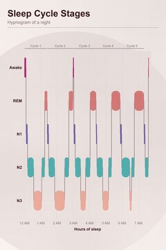 Sleep cycle stages chart for nutrition education