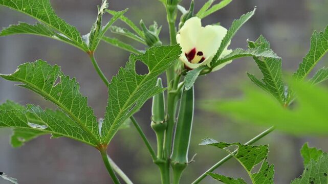 Okra plant with green fruit and yellow flower. A vibrant okra plant featuring a fresh green okra fruit, young pod buds, and a blooming pale yellow flower with a deep maroon center.