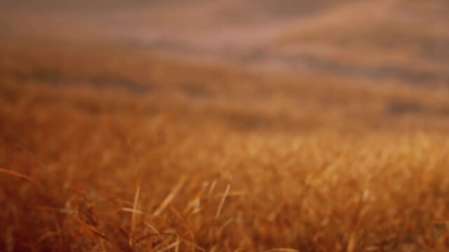 Waves of golden wheat sway gently in the breeze, bathed in warm sunlight. The serene landscape offers a peaceful escape, inviting connection with natures bounty and tranquility.