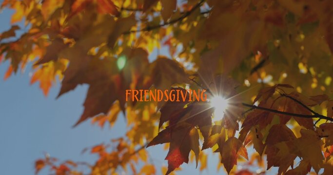Shining sunstar flare lighting orange maples on dark branch in park FRIENDSGIVING text green orb