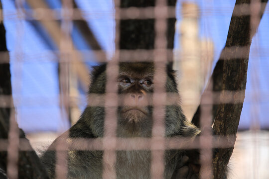 Macaque monkey looking up behind a metal cage mesh in zoo enclosure