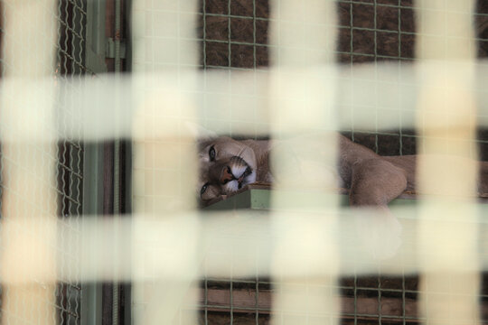 Puma cougar wild cat resting inside a cage behind blurry bars