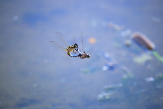 Macro shot of two dragonflies mating wheel in flight over pond