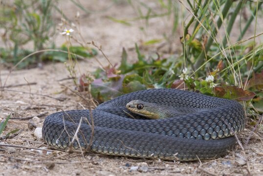 Eastern Montpellier snake, Malpolon insignitus, Montpellier snake, Bulgaria, critters, reptilia, reptiles, snakes, snakes, eastern lizard snake