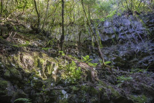Barranco Rey Magdalein, La Zarza, Garaf&iacute;a, La Palma, Spain