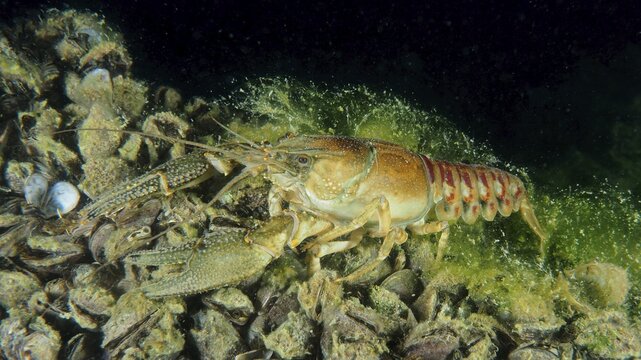 Crayfish (Faxonius limosus), American crayfish, invasive species, crawling over quagga mussels (Dreissena rostriformis bugensis), invasive species, with algae in the background, Wildsau dive site, Berlingen, Lake Constance, Switzerland, Germany