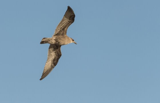 Kelp gull (Larus dominicanus) in flight, juvenile, Otago Peninsula, Dunedin, New Zealand
