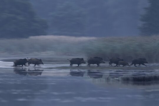 A wild boar (Sus scrofa) crosses a pond at first light, dawn, escape, Germany