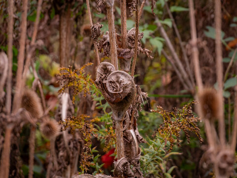 Close up of dried wild teasel seed pods and curled flora in a autumn field surrounded by natural vegetation