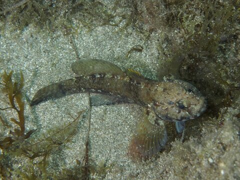 Camouflaged fish, rock goby (Gobius paganellus), on a sandy seabed surrounded by seaweed, dive site: El Cabron Marine Reserve, Arinaga, Gran Canaria, Spain, Europe, Atlantic Ocean