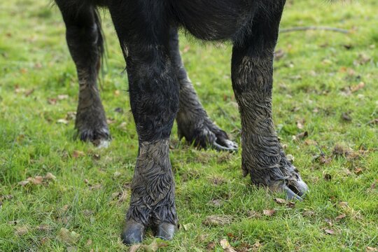 Bavaria, Bubalus Arnee, Even-t&ouml;d Ungulate, Upper Palatinate, Paudenhufer, Tirschenreuth, Waldnaab, Waldnaabaue, water buffalo, wild willows Waldnaabaue, mammals, mammals