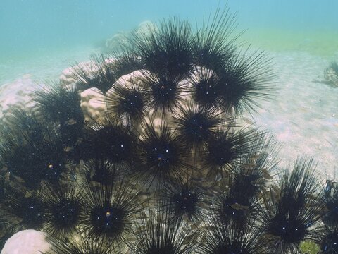Several Arbacia lixula, Diadem sea urchins (Diadema setosum), on a sandy seabed in clear water. Dive site Secret Bay, Gilimanuk, Bali, Indonesia