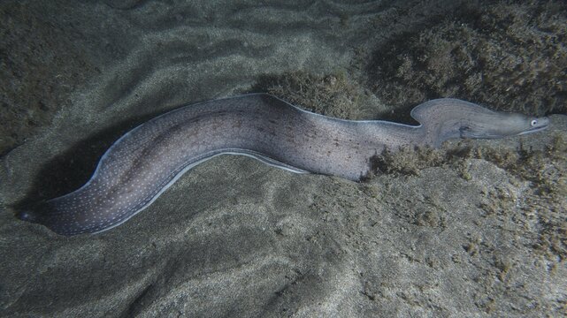 A long Prince Augustus moray eel (Muraena augusti) winds its way across the sandy seabed at night, at the Playa dive site, Los Cristianos, Tenerife, Canary Islands, Spain