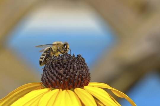 European honey bee (Apis mellifera), collecting nectar from a flower of yellow coneflower (Echinacea paradoxa), Wilden, North Rhine-Westphalia, Germany