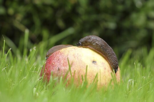 Black slug (Arion ater), feeding on an apple, fallen fruit, Wilnsdorf, North Rhine-Westphalia, Germany