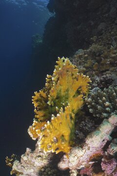 Net fire coral (Millepora dichotoma) on steep wall. Dive site Shaab Marsa Alam, Red Sea, Egypt