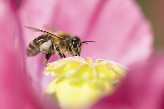 Honey bee (Apis mellifera) adult insect feeding on a garden poppy flower in summer, England, United Kingdom
