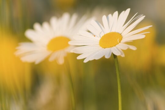 Daisies (Leucanthemum), North Hesse, Hesse, Germany