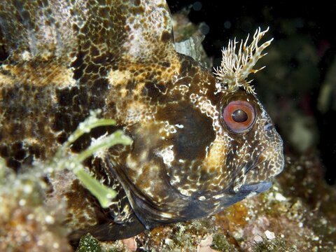 Spotted fish with a distinctive face, Tompot blenny (Parablennius gattorugine), underwater, Muzil dive site, Stoja, Pula, Croatia, Mediterranean Sea
