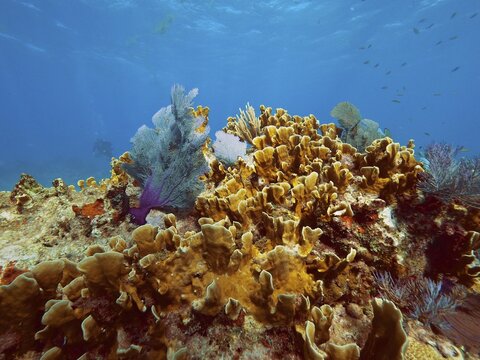 Lively coral reef with colourful corals, fire coral (Millepora complanata), and a clear, deep blue marine environment. Dive site John Pennekamp Coral Reef State Park, Key Largo, Florida Keys, Florida, USA