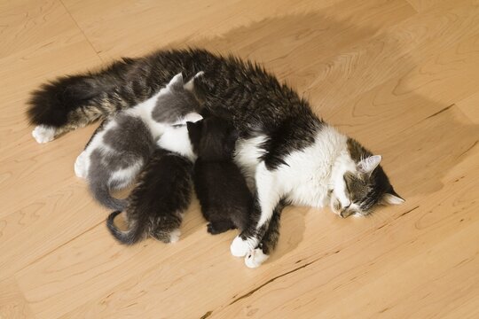 Cat nursing three kittens