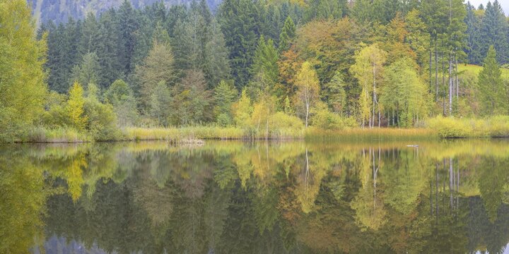Marsh pond near Oberstdorf, Oberallg&auml;u, Allg&auml;u, Bavaria, Germany