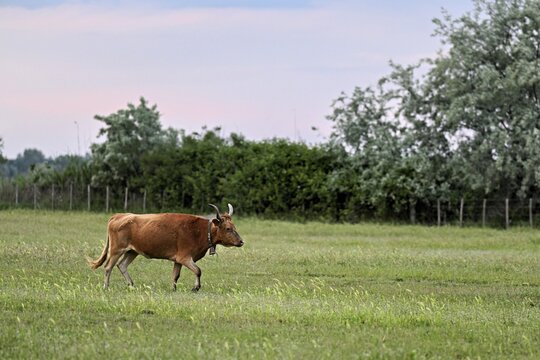 Camargue aurochs (Bos primigenius taurus), standing in a meadow, Saintes-Marie-de-la-Mer, Camargue, southern France, France