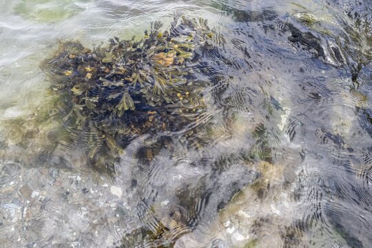 Bladderwrack (Fucus vesiculosus) on a groyne in the Baltic Sea, Schleswig-Holstein, Germany