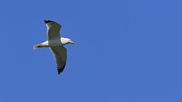 Herring gull (Larus argentatus), gull sails with wide spread wings through blue sky, Gadoura, reservoir, Gadouras reservoir, Rhodes, Dodecanese, Greek Islands, Greece