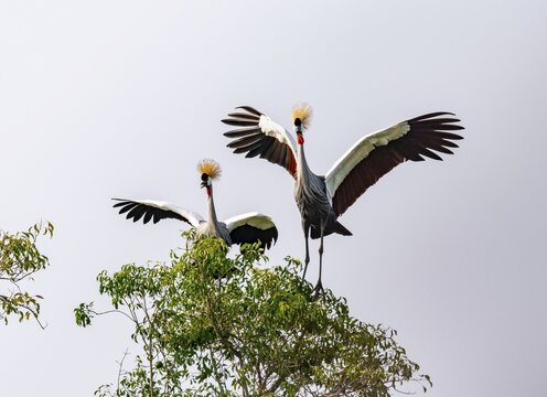South African crowned crane (Balearica regulorum), pair with outstretched wings, landing on a tree, Murchison Falls National Park, Uganda